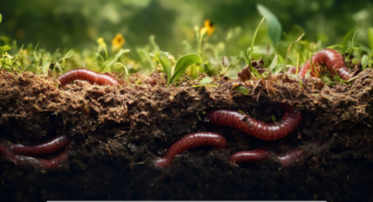 10 Amazing Things to Learn About Worms!