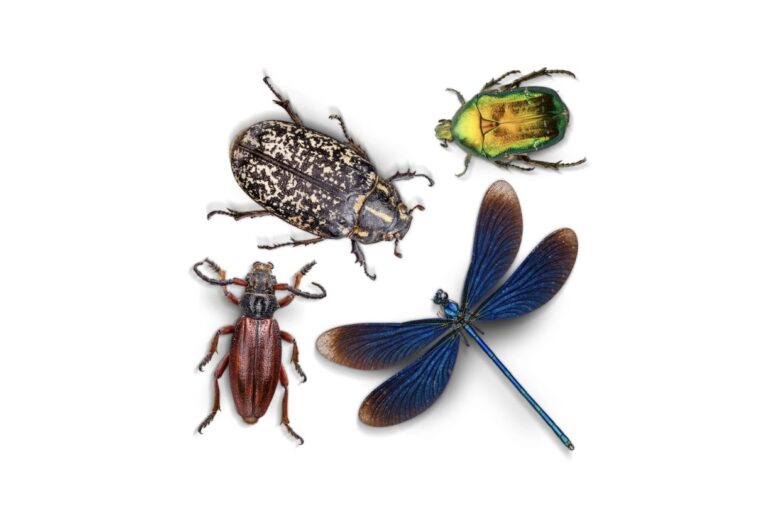 10 Things to Learn About Insects