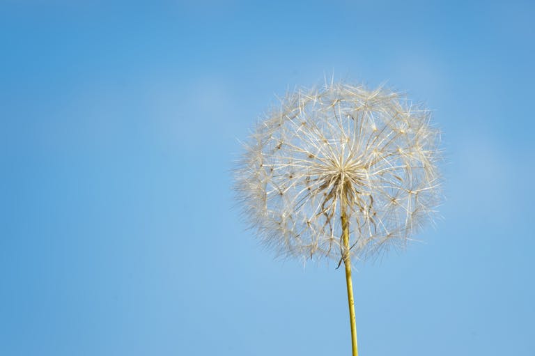 A detailed close-up of a dandelion with a bright blue sky backdrop.