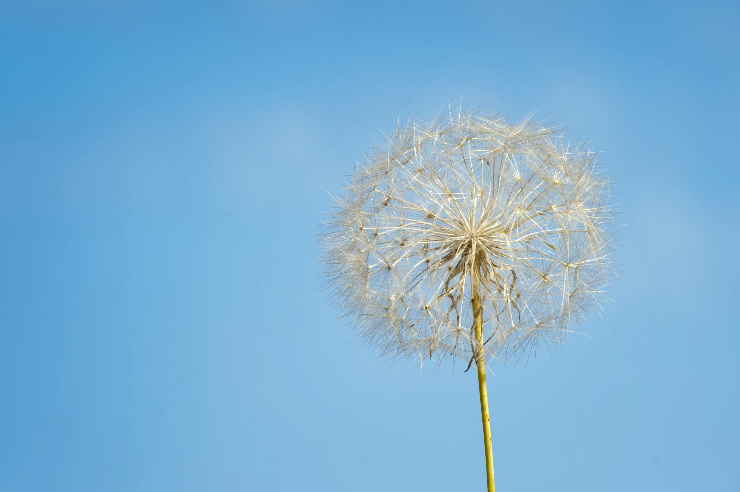 A detailed close-up of a dandelion with a bright blue sky backdrop.